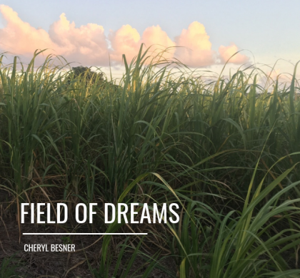 Field Of Dreams!