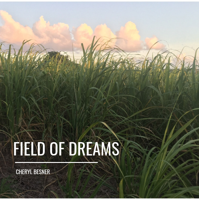 Field Of Dreams!